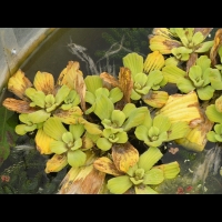 Laitue d'eau, Pistia stratiotes (fam Aracees) (regions tropicales cotieres) (2)